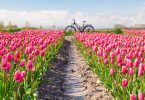 Bedandbreakfast.nl; Verhalen van een Mystery Guest – Tijd voor Tulpen